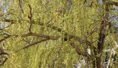 Trauerweide im Frühjahr