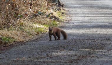 Habe letzte Woche das erste Mal einen Baummarder gesehen
