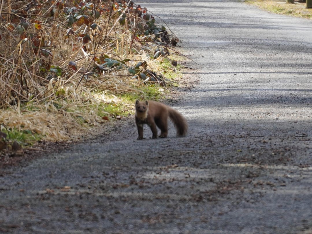 Habe letzte Woche das erste Mal einen Baummarder gesehen