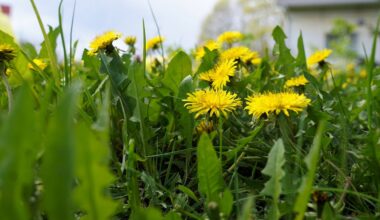 Plants to harvest in Latvia in April and May / Article