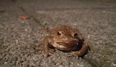 Alles Gute zum Mittwoch 🐸. Heute früh begegnet.