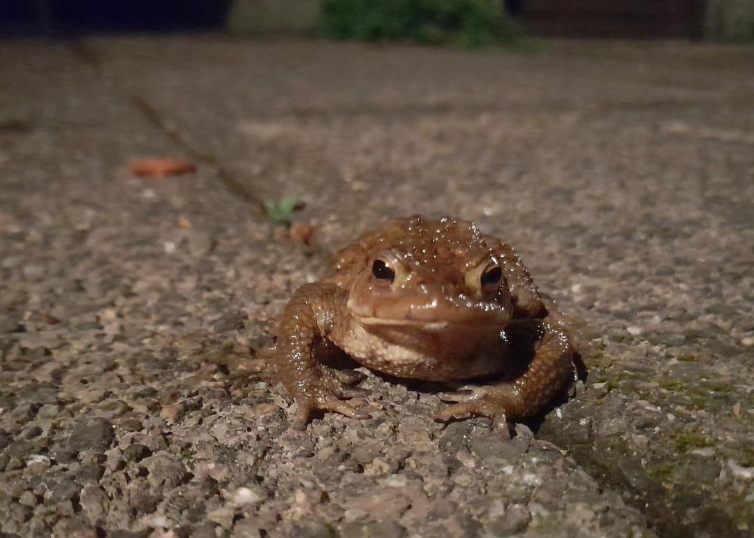 Alles Gute zum Mittwoch 🐸. Heute früh begegnet.
