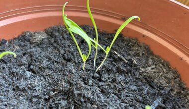 Spinat und Rucola – zu viel eingesät?