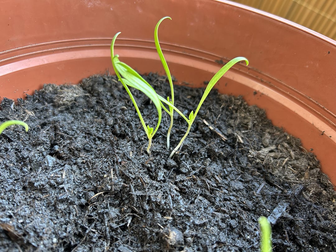 Spinat und Rucola – zu viel eingesät?