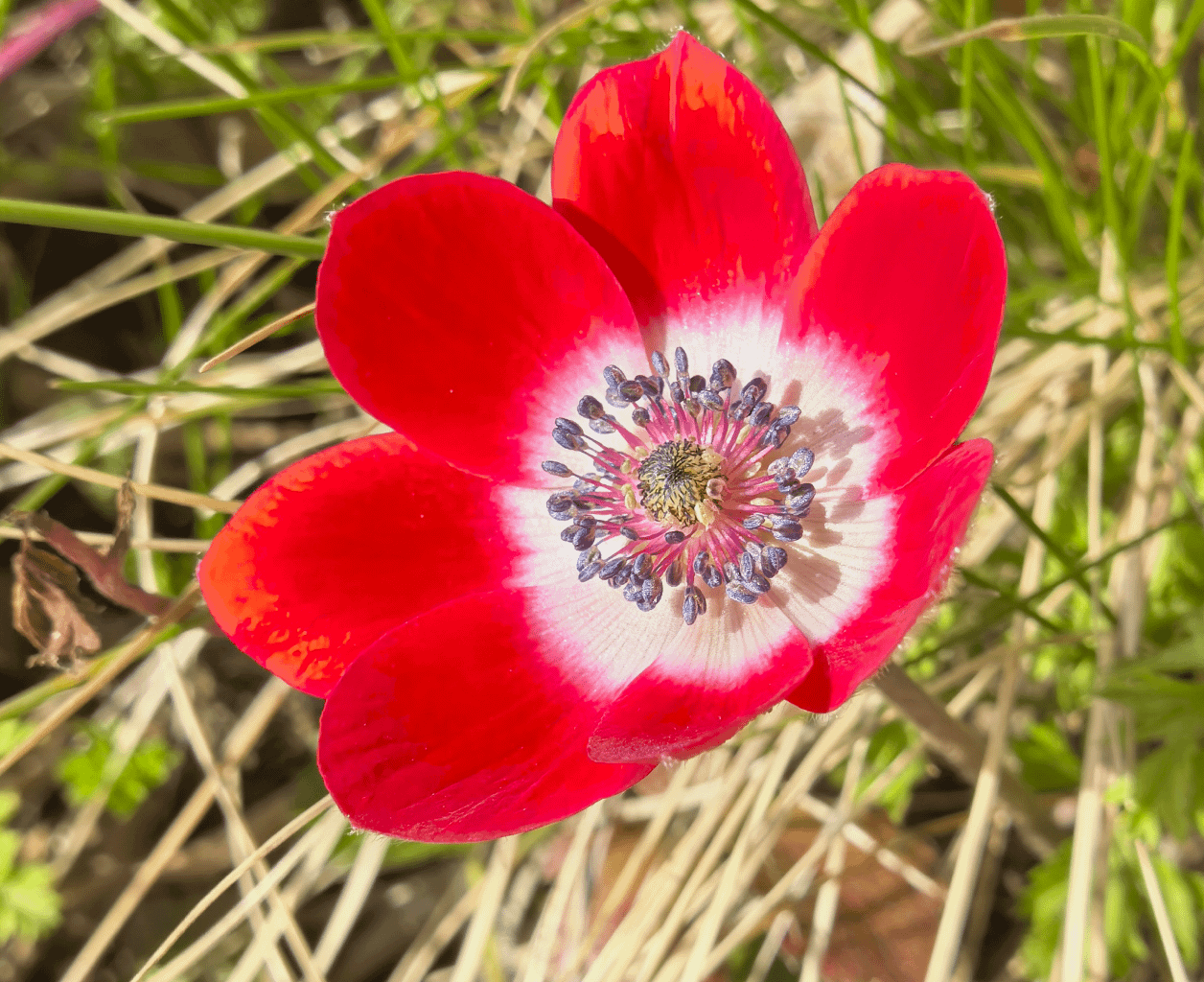 Kronen-Anemone