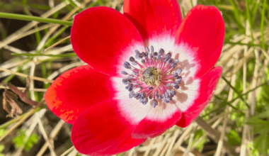 Kronen-Anemone