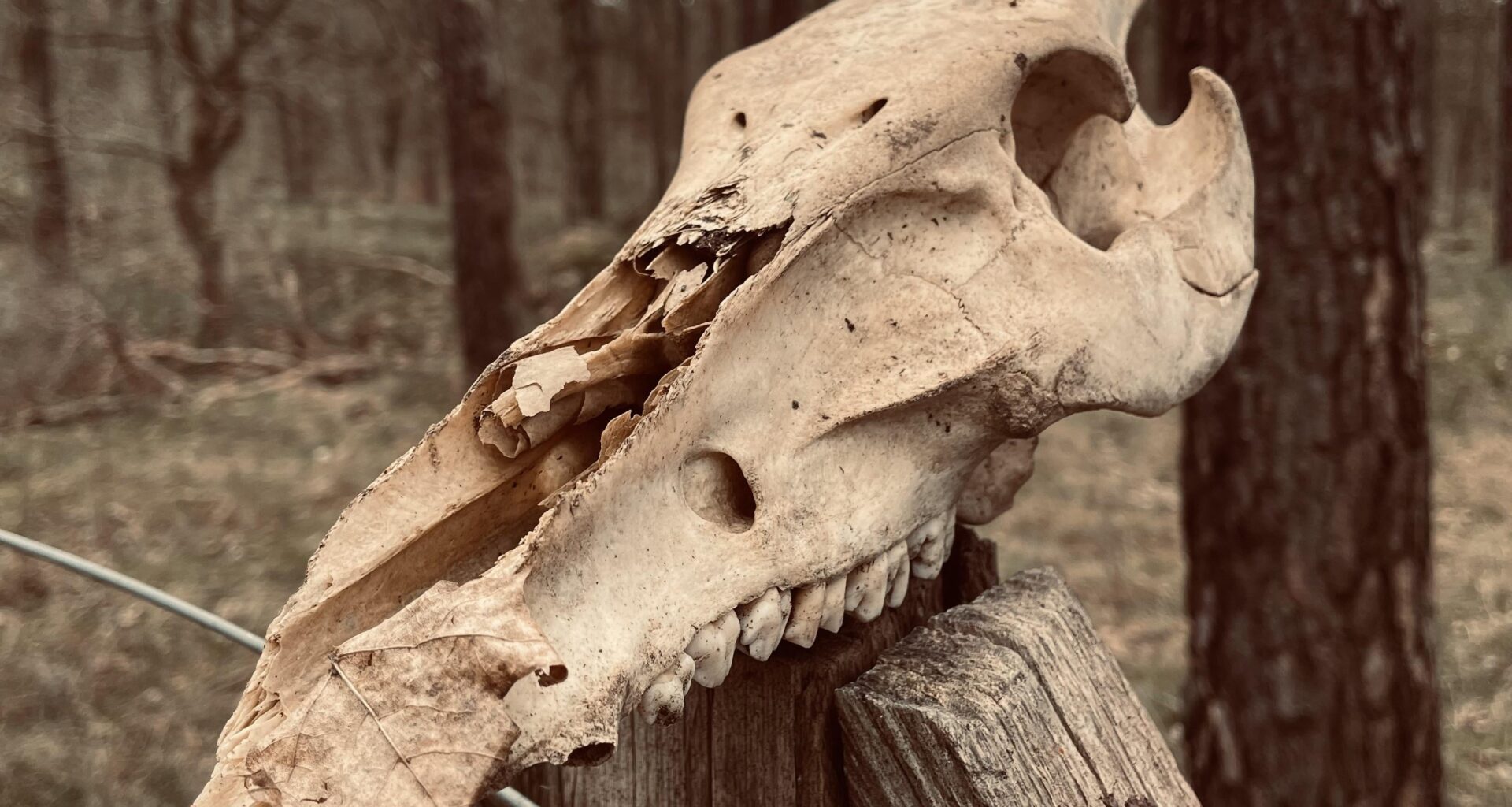 Wer wacht hier? Wildschwein?