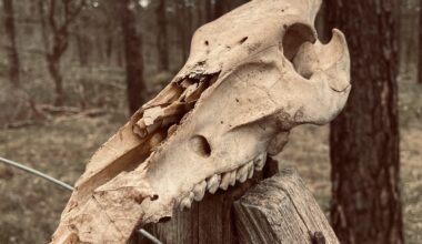 Wer wacht hier? Wildschwein?