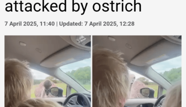Roses are red, Tories are rich...
