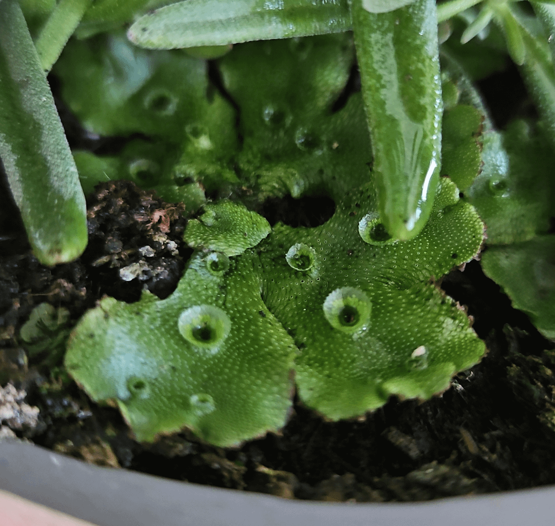 Komische Blätter im Lavendel?