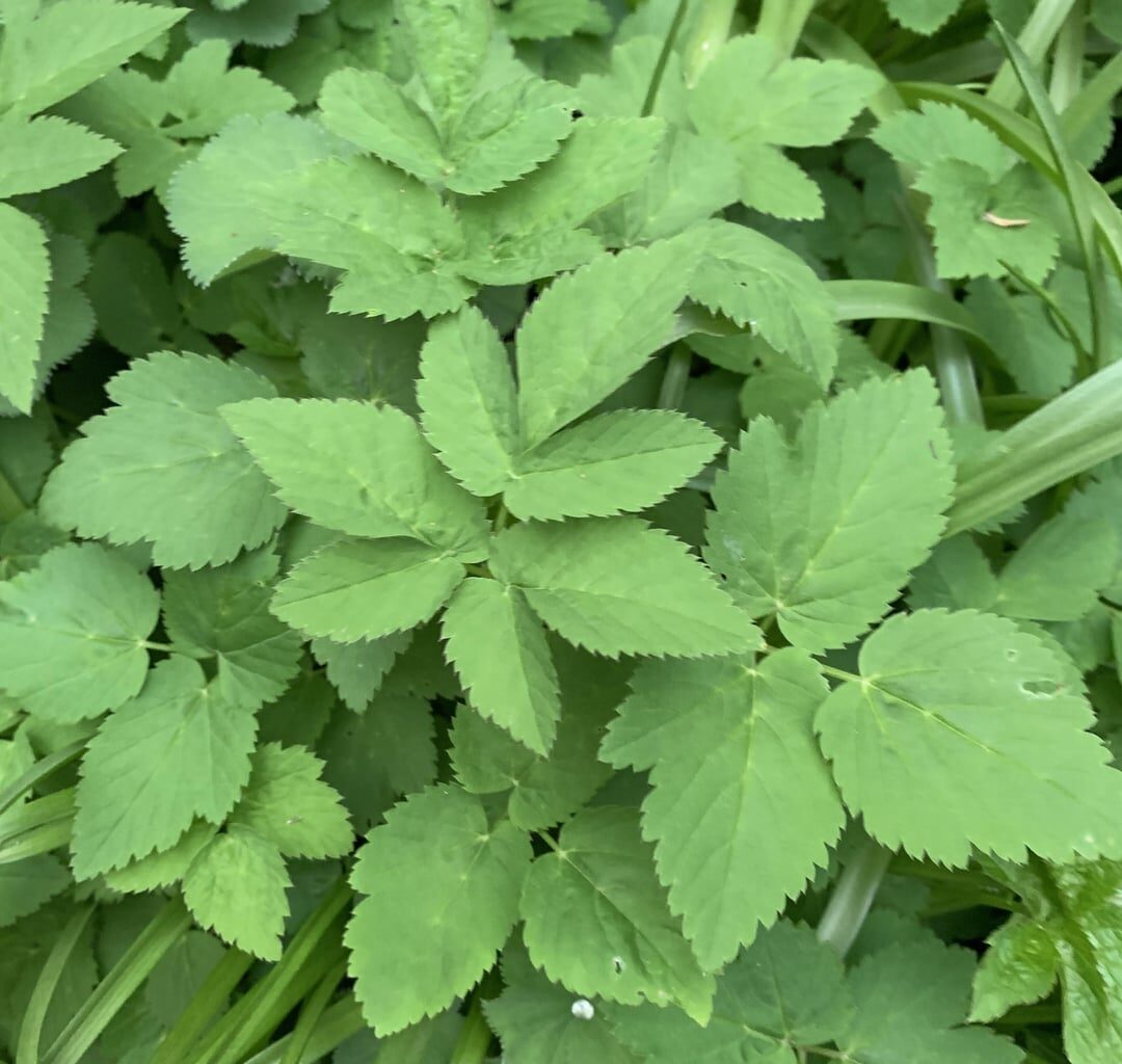 Welche Pflanzen sind das in meinem Garten