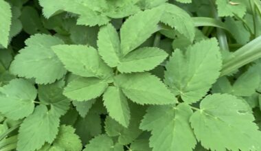 Welche Pflanzen sind das in meinem Garten