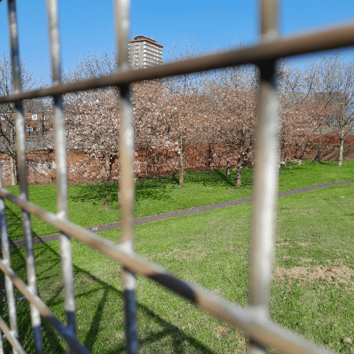 No need to go to Japan, we have our own Cherry Blossoms.