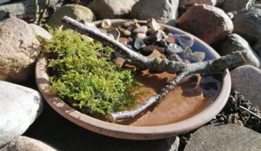 STERN.de: Wasserspender für Insekten: Warum eine Bienentränke im Sommer wichtig ist