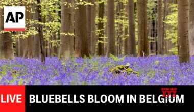 LIVE: Bluebells bloom in Belgium (Video)