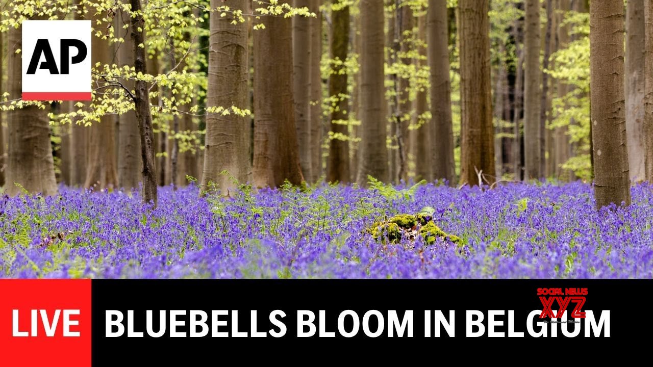 LIVE: Bluebells bloom in Belgium (Video)