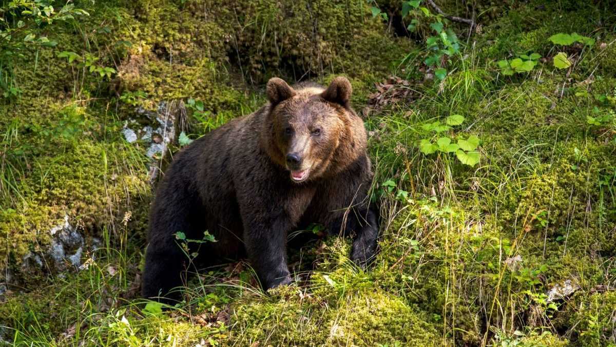 Záchranári pomáhali mužovi, korého zranil medveď- Správy STVR