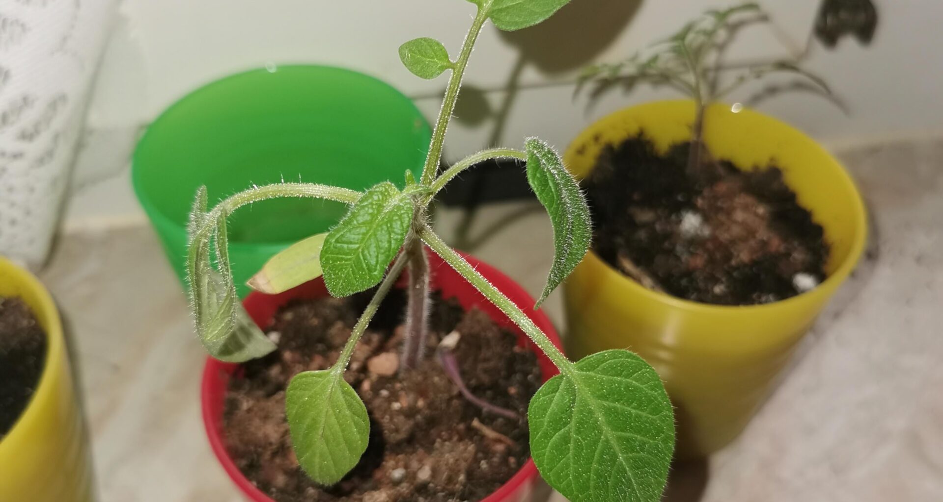 Was stimmt mit meiner Tomatenpflanze nicht?