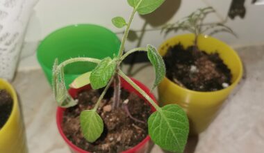 Was stimmt mit meiner Tomatenpflanze nicht?