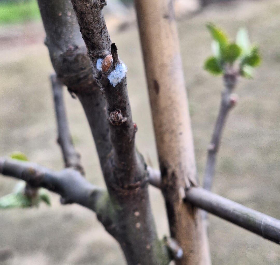 Auffällige Stellen an neu gekauftem Apfelbaum