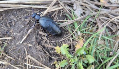 Was ist das für ein kleiner racker?