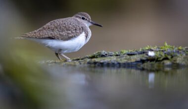 Ich habe letztens einen Flussuferläufer getroffen…
