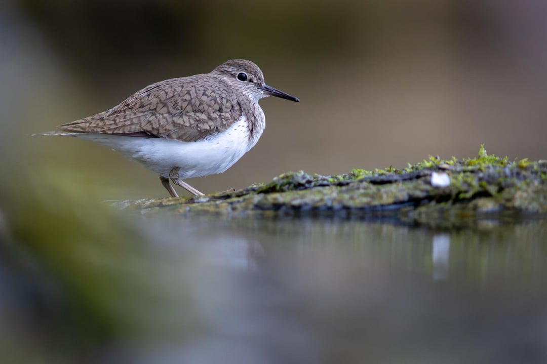 Ich habe letztens einen Flussuferläufer getroffen…