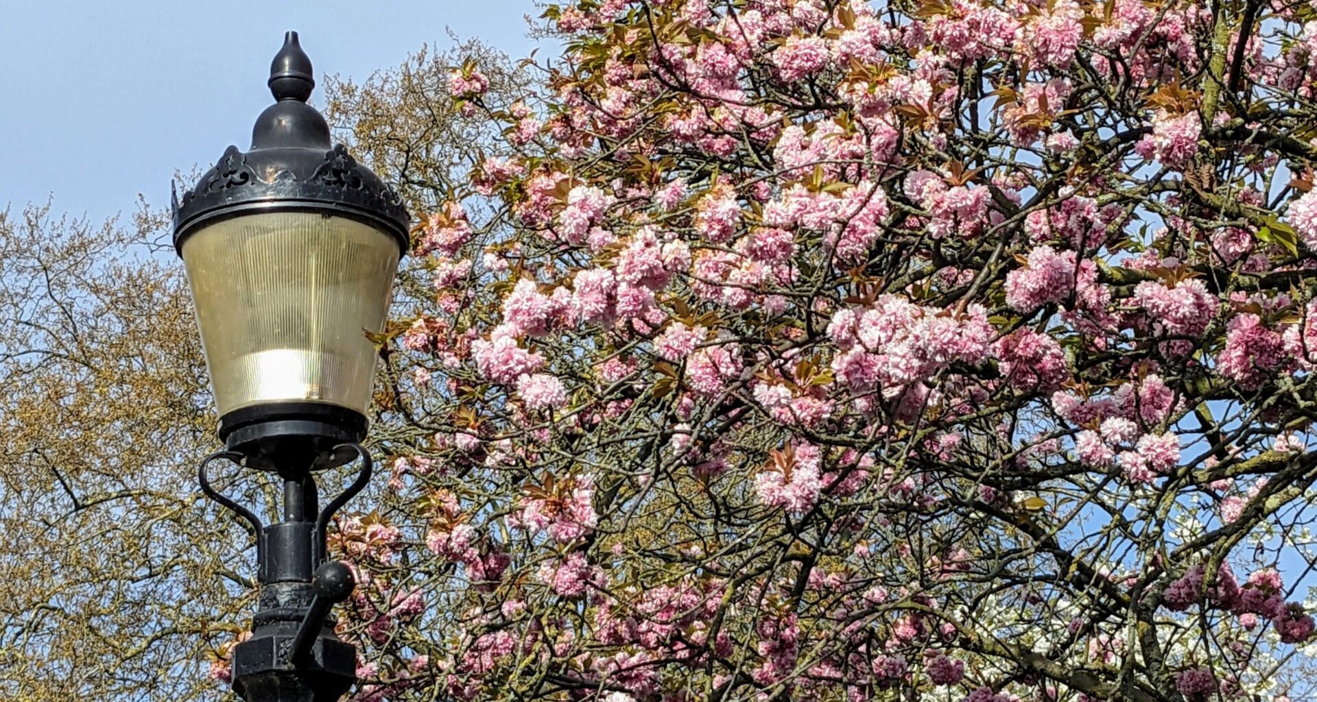 London blossom, Queen Mary's Rose Gardens 9:20am, 12 April 2025