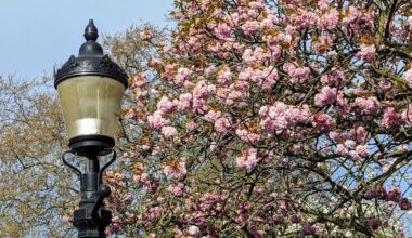 London blossom, Queen Mary's Rose Gardens 9:20am, 12 April 2025