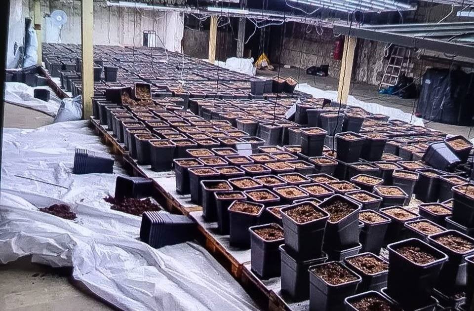 Panne in Hagen: Polizei zerstört legale Cannabis-Plantage – Club will Schadenersatz