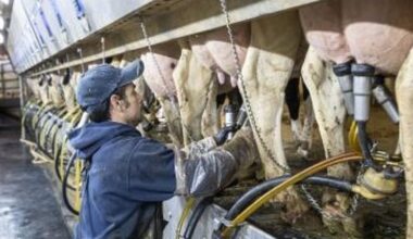 UK bans personal imports of meat, dairy products from all EU countries