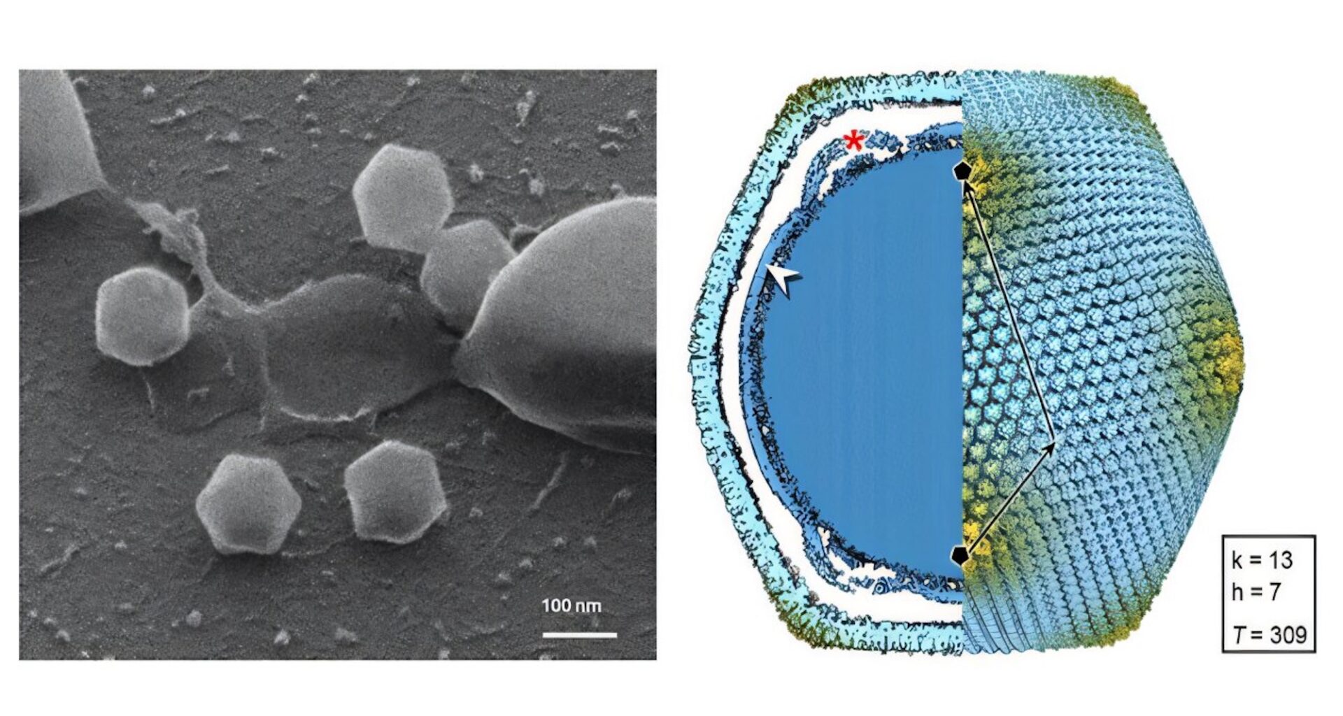Finland finds its first giant virus