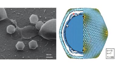 Finland finds its first giant virus