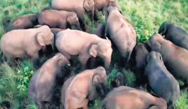 Jumbo task force to curb animal-human conflicts in Andhra Pradesh