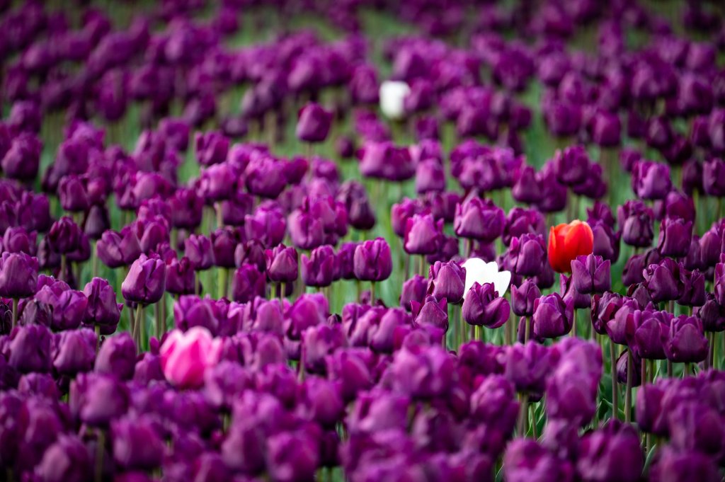 purple tulips and a couple pink white and red ones