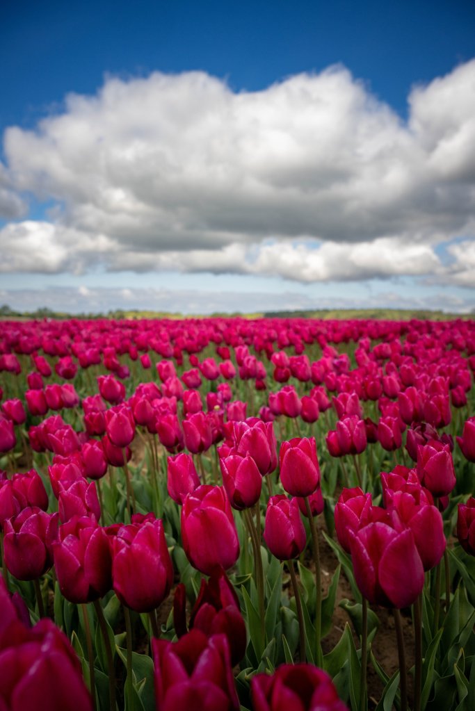 pink tulips in the grass with a blue sky and clouds