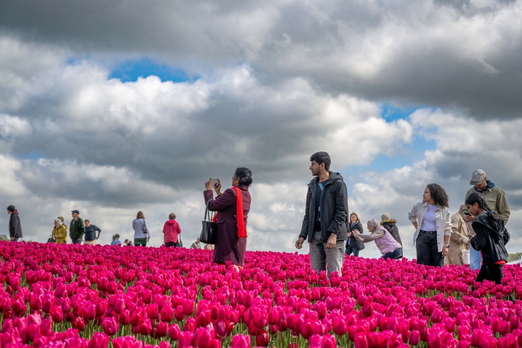 This is the incredible scene as nine million multi-coloured tulips burst into bloom at a beauty spot just five minutes from the King's Sandringham Estate. April 24 2025.