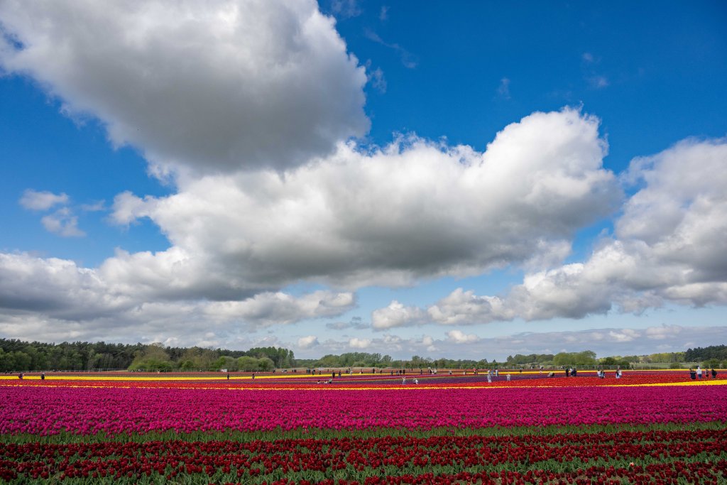 This is the incredible scene as nine million multi-coloured tulips burst into bloom at a beauty spot just five minutes from the King's Sandringham Estate. 