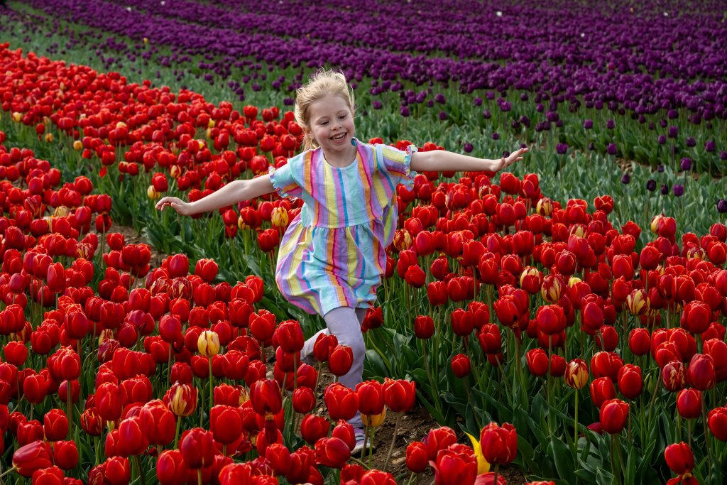 Teigan Finch enjoys the incredible scene as nine million multi-coloured tulips burst into bloom at a beauty spot just five minutes from the King's Sandringham Estate. April 24 2025.