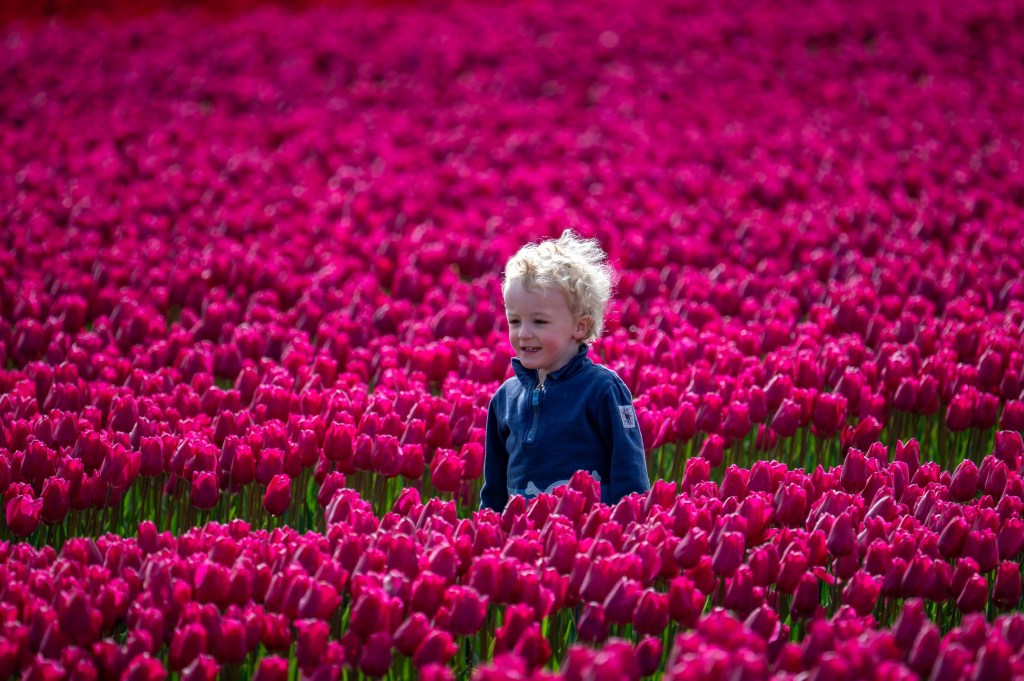 little boy in a field of bright pink tulips
