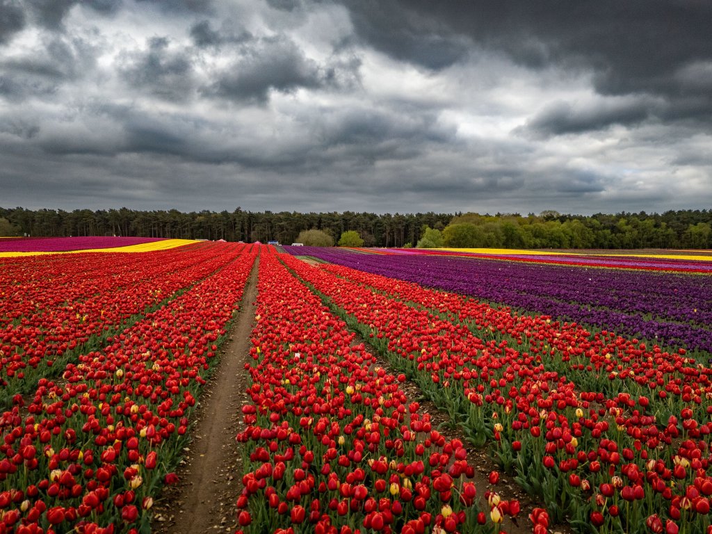 This is the incredible scene as nine million multi-coloured tulips burst into bloom at a beauty spot just five minutes from the King's Sandringham Estate. April 24 2025.