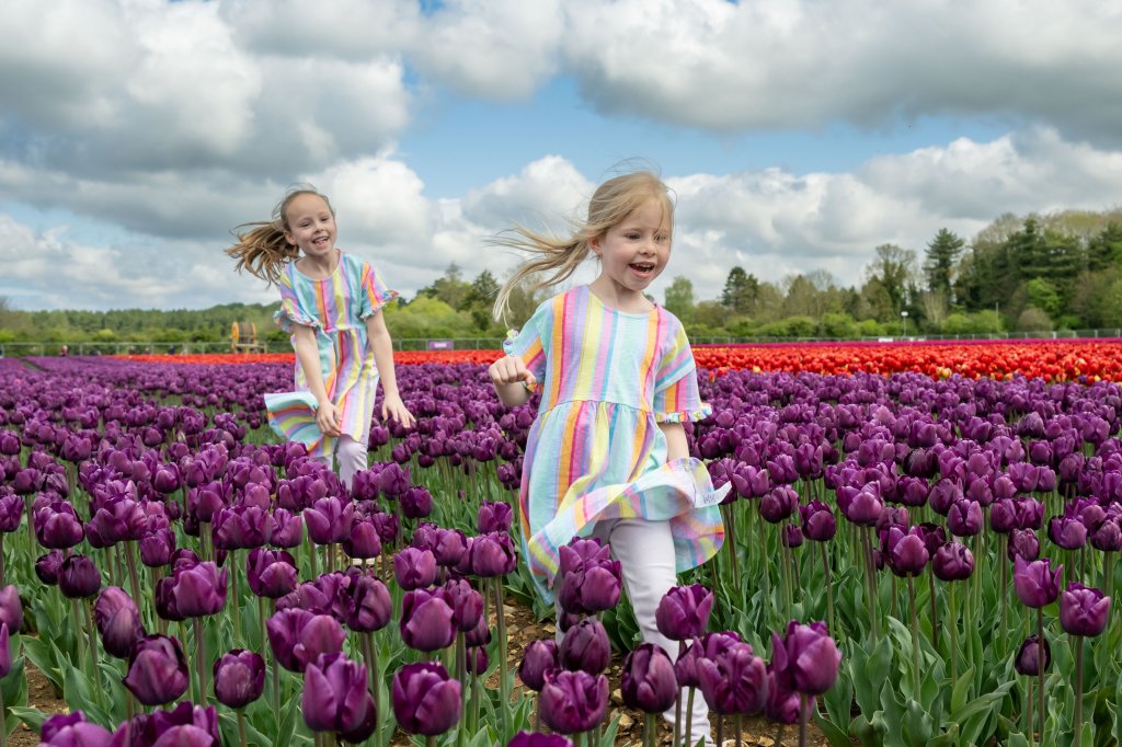 Teigan and Hallie Finch enjoy the incredible scene as nine million multi-coloured tulips burst into bloom at a beauty spot just five minutes from the King's Sandringham Estate. April 24 2025.
