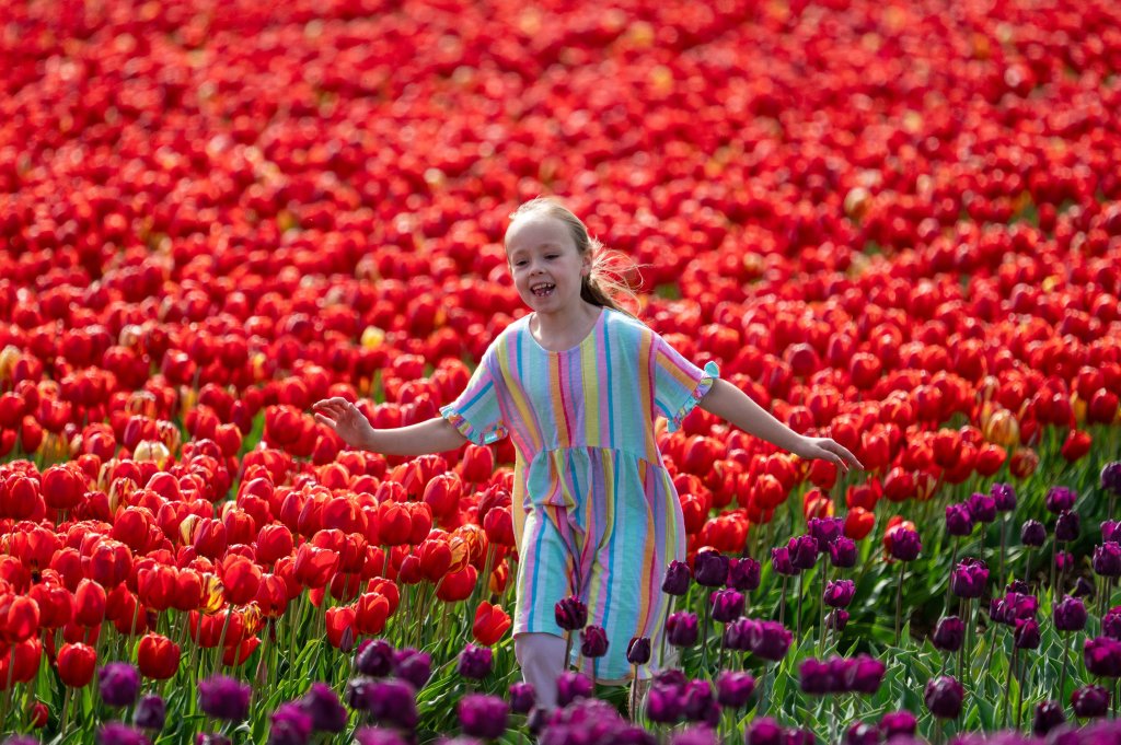 Hallie Finch enjoys the incredible scene as nine million multi-coloured tulips burst into bloom at a beauty spot just five minutes from the King's Sandringham Estate. April 24 2025.
