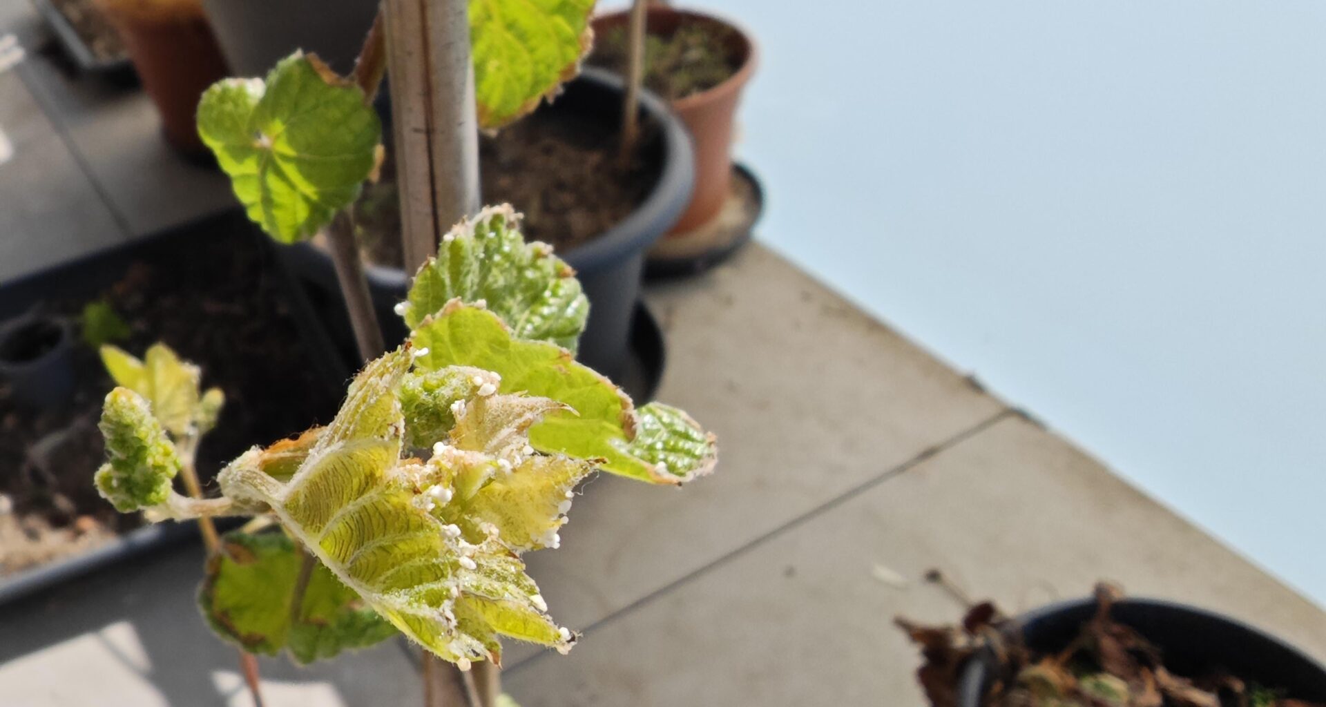 Was ist das weiße auf meiner Weinpflanze?