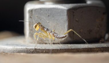 Statt Ostereiern ein paar junge Gottesanbeterinnen gefunden, mit Mutter zur Skalierung