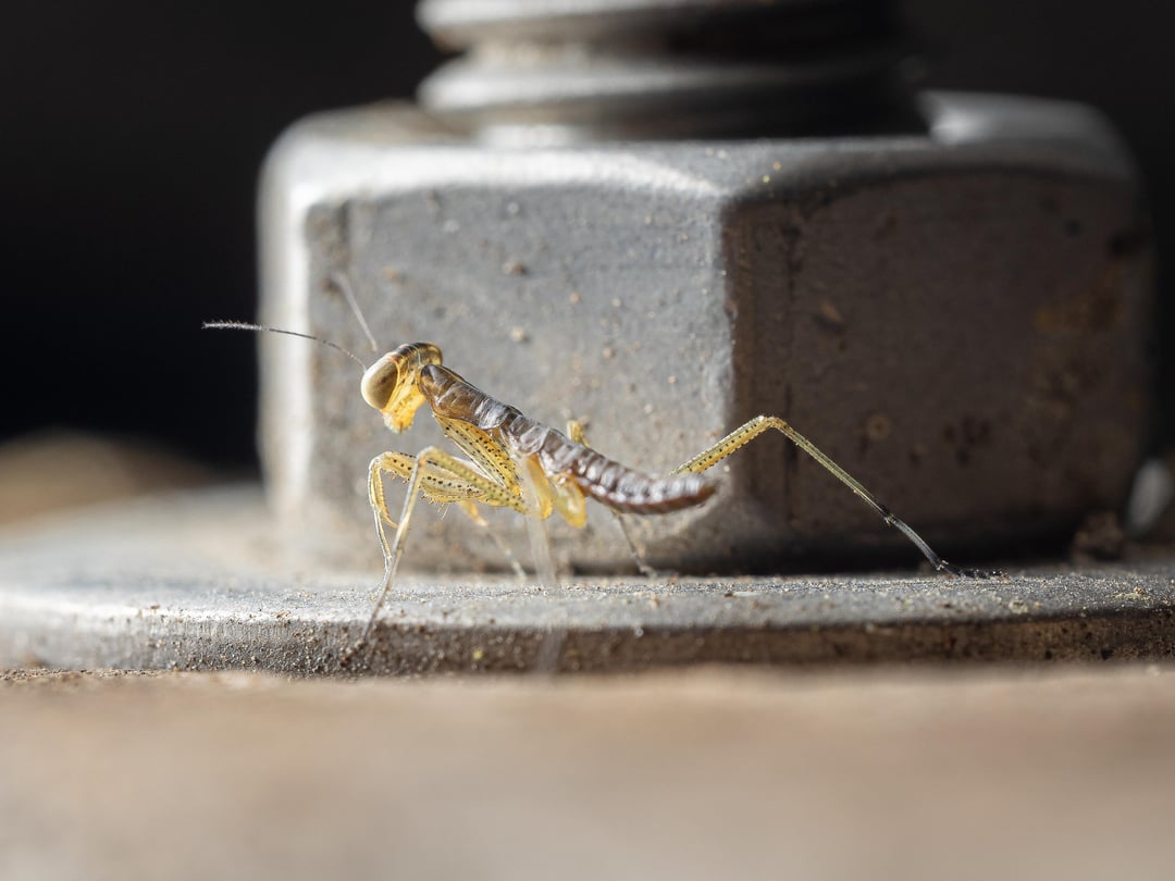 Statt Ostereiern ein paar junge Gottesanbeterinnen gefunden, mit Mutter zur Skalierung