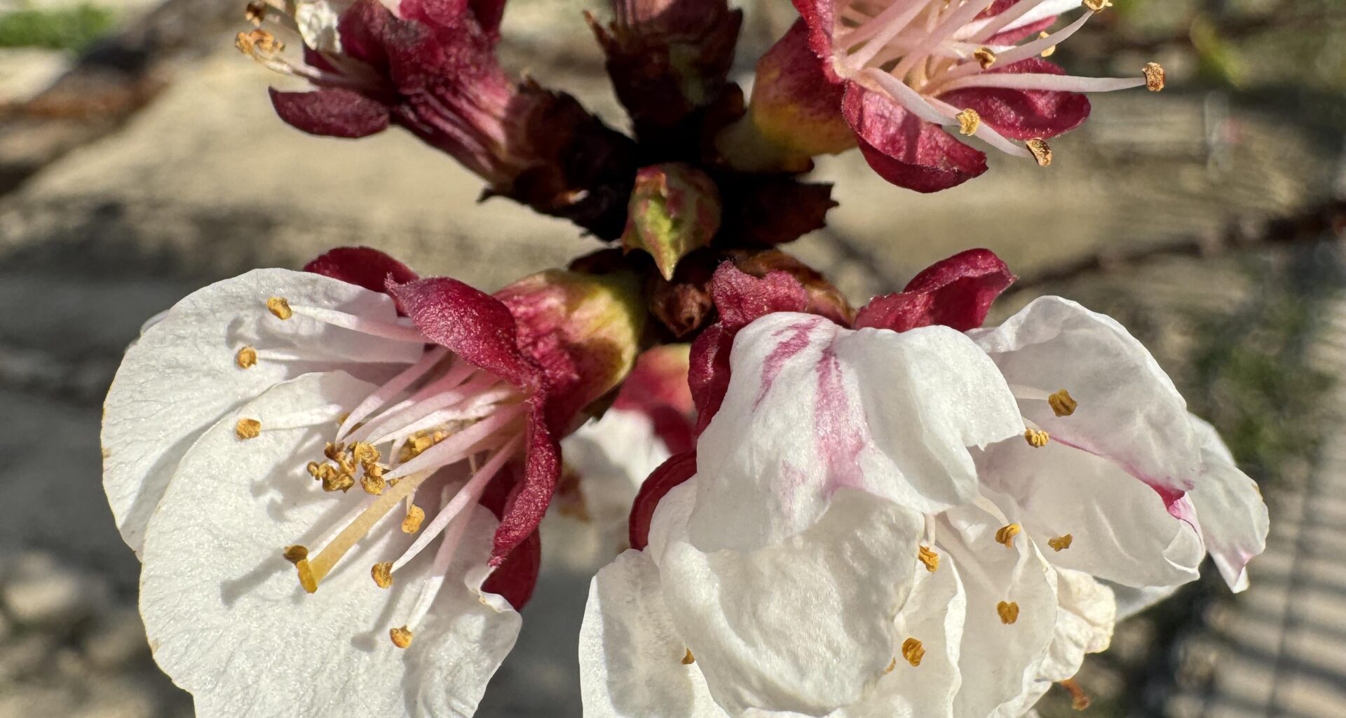 Primavera 🌸
