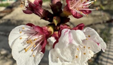 Primavera 🌸
