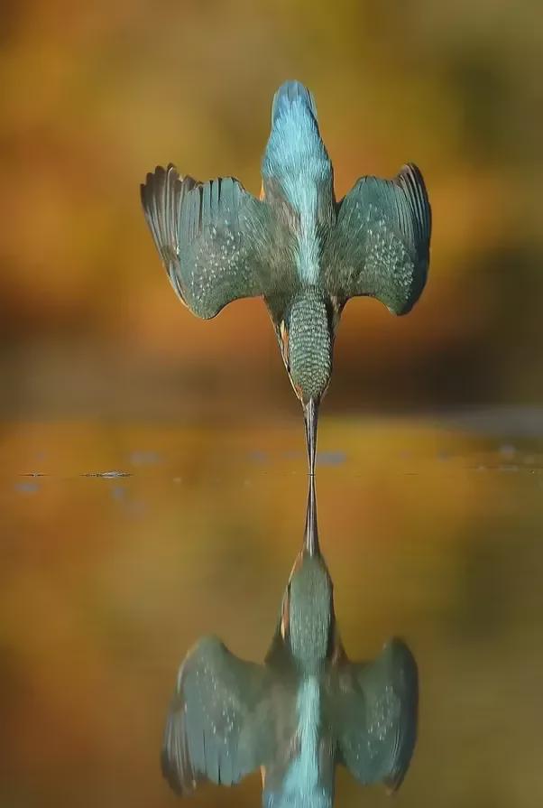 Scottish wildlife photographer Alan McFadyen set out to capture a kingfisher diving with no splash, no ripples and no drops. 6 years and 720,000 shots later, he finally got the shot