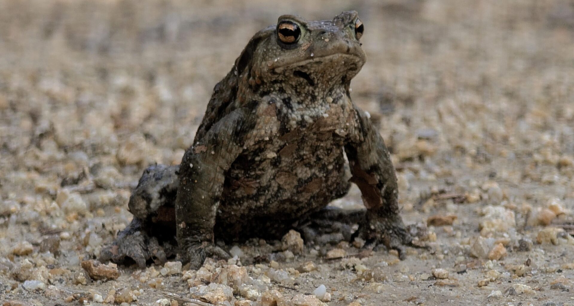 Kröte hat mir den Weg versperrt